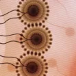 Meeting the Growing Need for Complex Injectable Product Development and Manufacturing